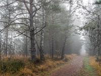 Kiefern und Birken säumen den breiten Wanderweg durchs Moor - Kendlmühlfilzn